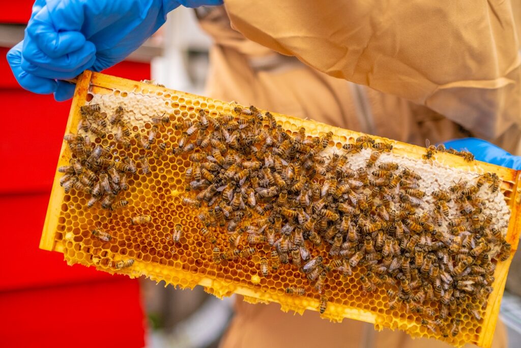 Liverpool ONE was buzzin' this World Bee Day