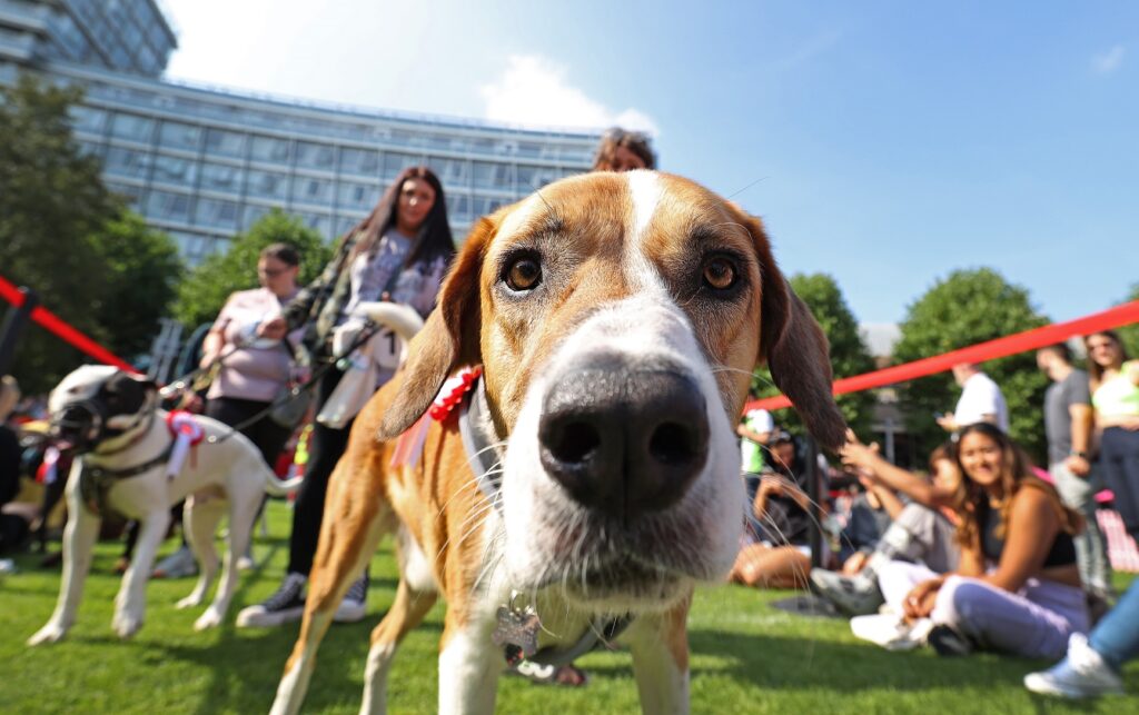 Liverpool ONE Dog Show