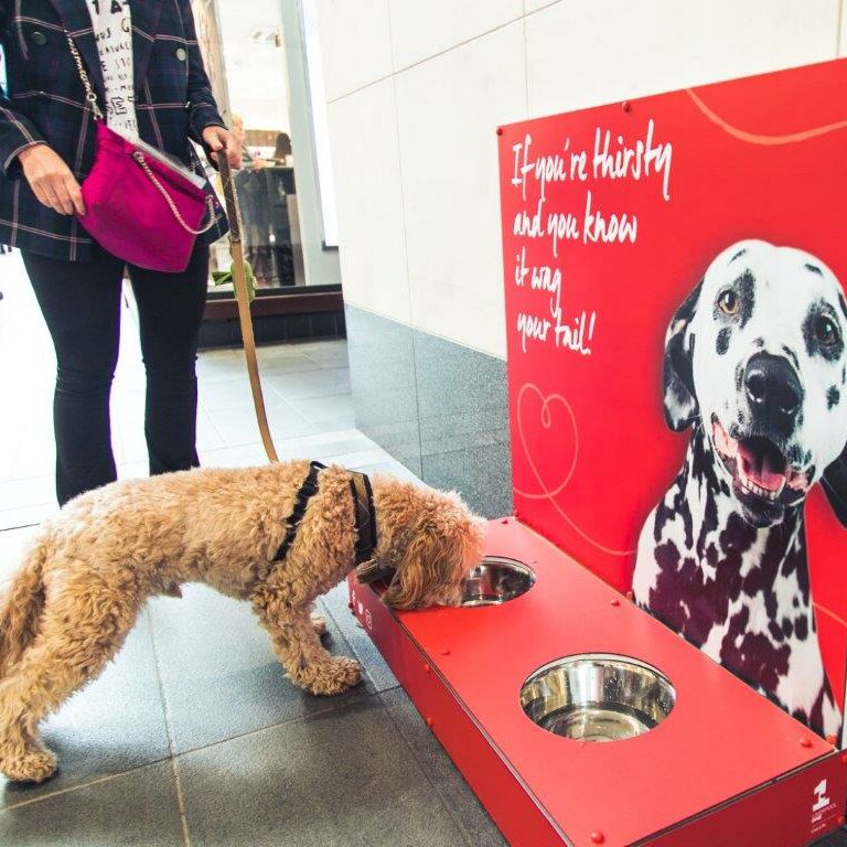 Dog Bowls Liverpool ONE