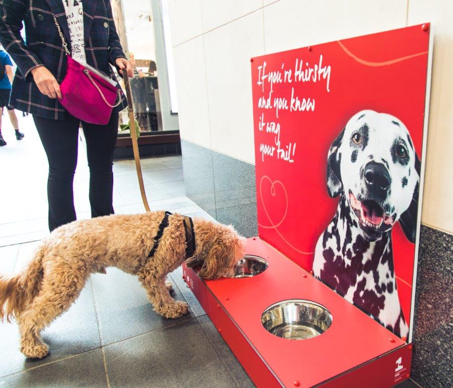 Dog Bowls Liverpool ONE