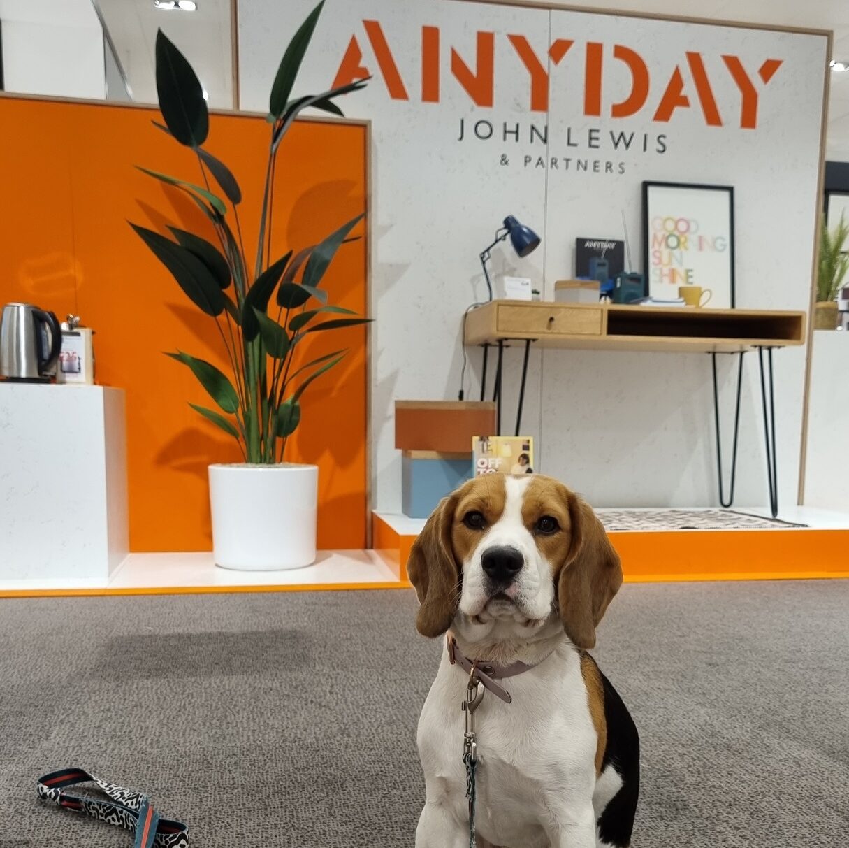 Furry friends are welcome John Lewis